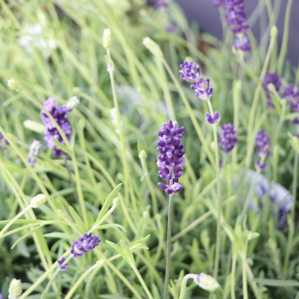 gp-yamacho_lavandula18