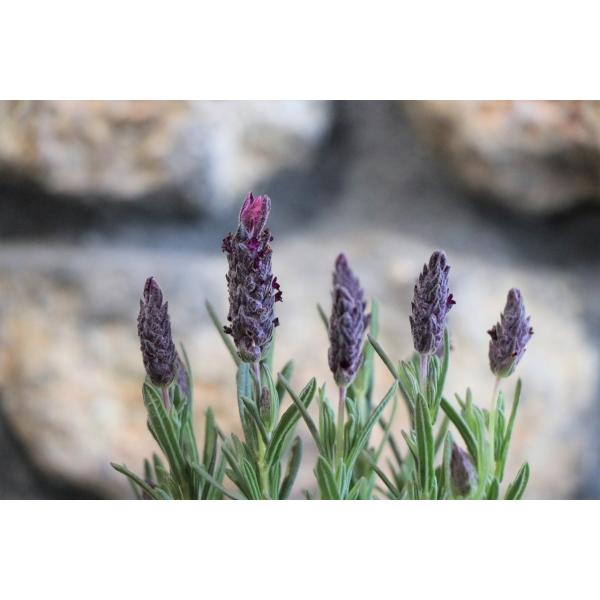 gp-yamacho_lavandula2