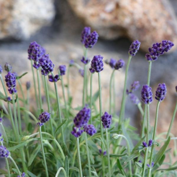 gp-yamacho_lavandula30