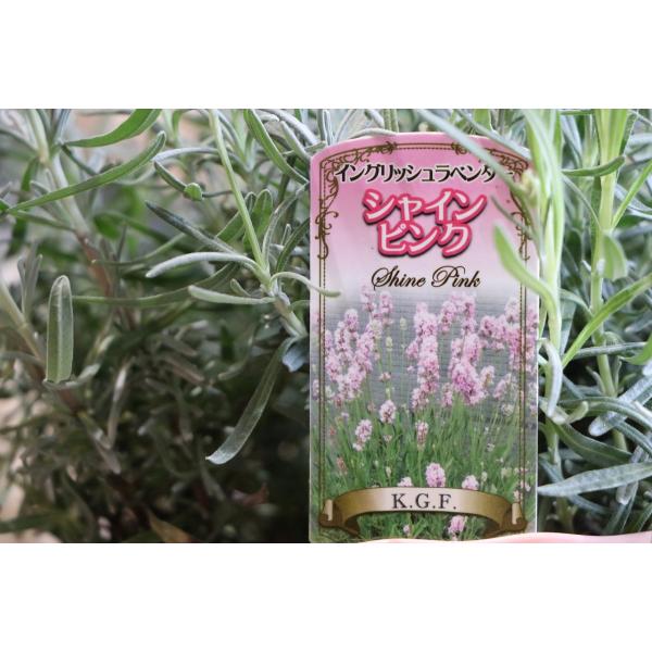 イングリッシュラベンダー シャインピンク 5号鉢 ラベンダー ハーブ Lavandula9 グリーンプラザ山長 通販 Yahoo ショッピング