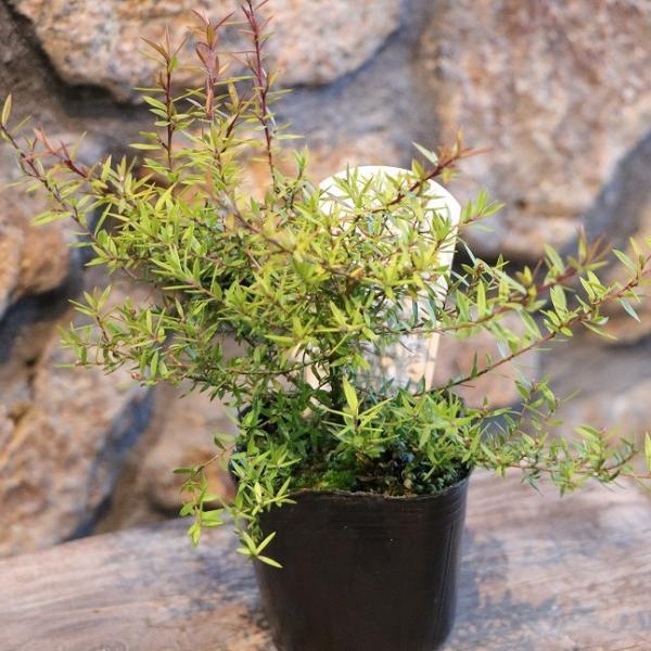 黄金葉 ギョリュウバイ 茜むすび 2.5〜3号ポット苗 アカネムスビ 御柳梅 寄せ植え 花壇 鉢植え お洒落 可愛い オーレア 冬の花 花 苗 初心者 希少 カラーリーフギョリュウバイは、1〜2cmの小さなお花を枝の先端近くにびっしりと付け...