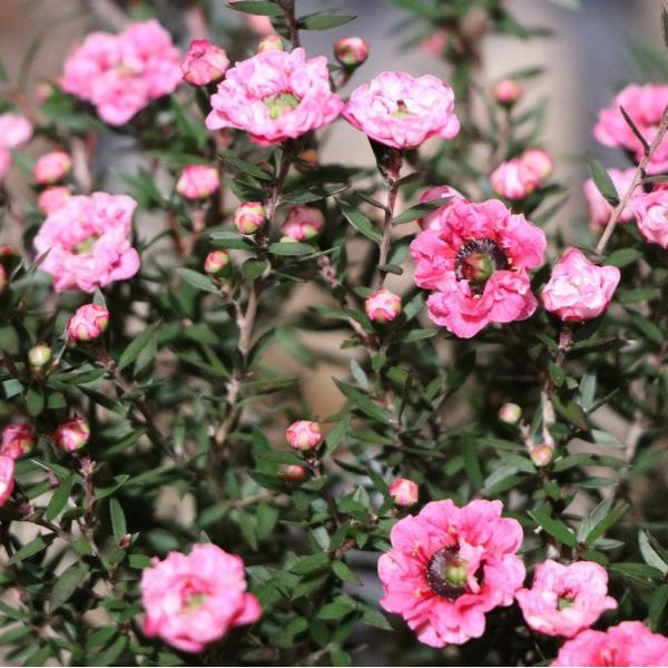 八重咲き ギョリュウバイ ピンク 4号鉢 御柳梅 寄せ植え 花壇 鉢植え
