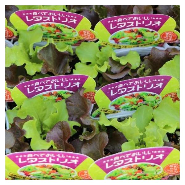 食べくらべ レタストリオ 3.5号ポット苗「レタストリオ」は、3品種のレタスが1ポットの寄せ植えになった食べ比べが出来る♪新商品です。大きくなった外葉から順次摘み取って収穫するので長期間楽しめます！採りたて新鮮なレタスで食卓を彩ってみません...