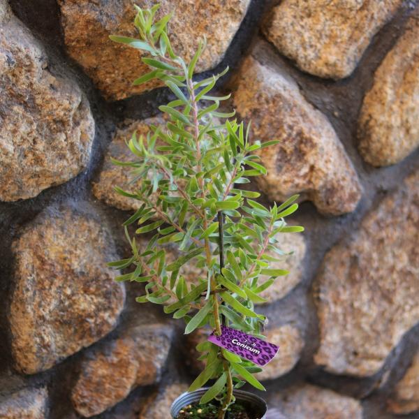 gp-yamacho_leucadendron24