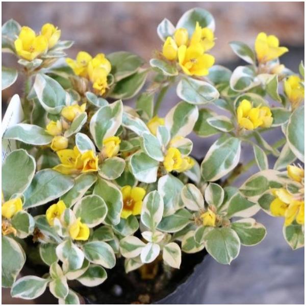 リシマキアトワイライト他 おまとめ6品種 gp-yamacho_lysimachia4
