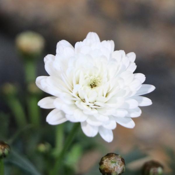 マーガレットさま専用 gp-yamacho_marguerite12