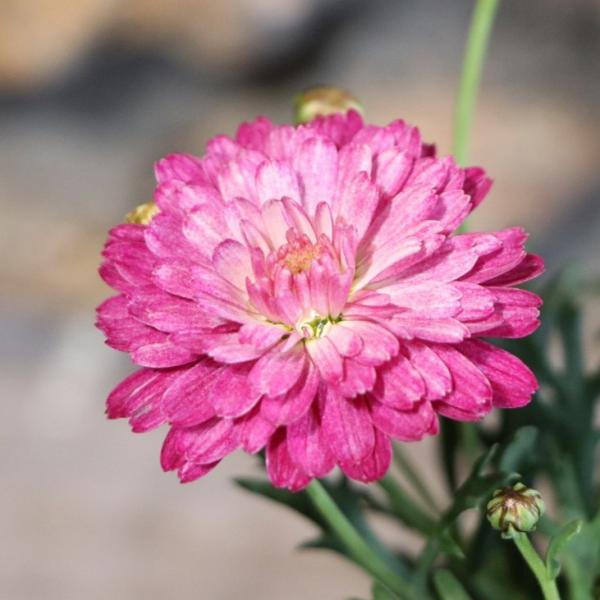 gp-yamacho_marguerite13