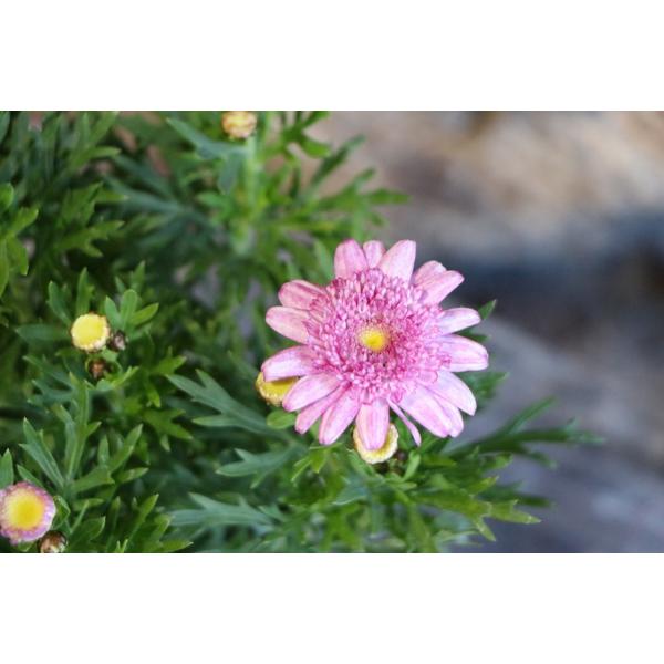 gp-yamacho_marguerite4