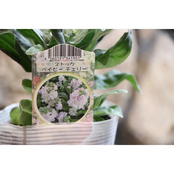 直営農場産！！八重咲きストック チェリー 3.5号ポット苗寄せ植え 花壇豪華な八重咲きのストックです。チューリップやムスカリ等の球根との寄せ植えにもピッタリです。香りも楽しめます。※生き物につき、状態は日々変化します。3.5号（直径10.5...