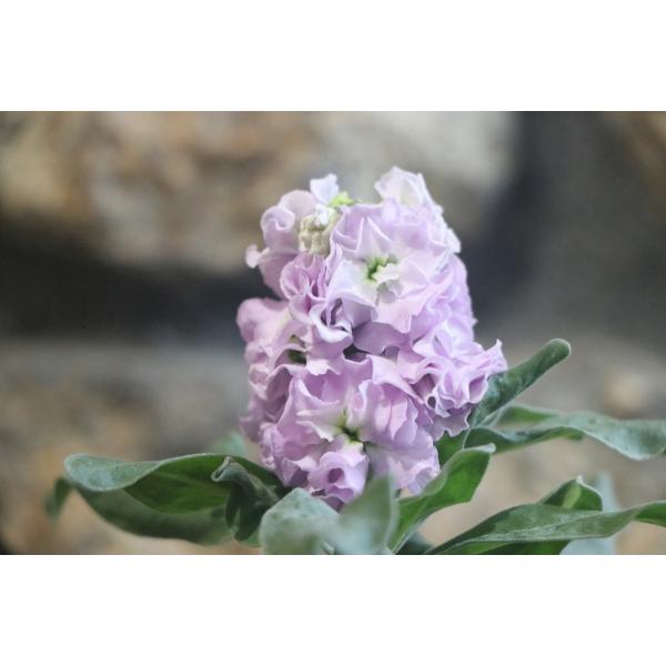 直営農場産！！八重咲きストック  3.5号ポット苗寄せ植え 花壇豪華な八重咲きのストックです。チューリップやムスカリ等の球根との寄せ植えにもピッタリです。香りも楽しめます。※生き物につき、状態は日々変化します。3.5号（直径10.5cm) ...