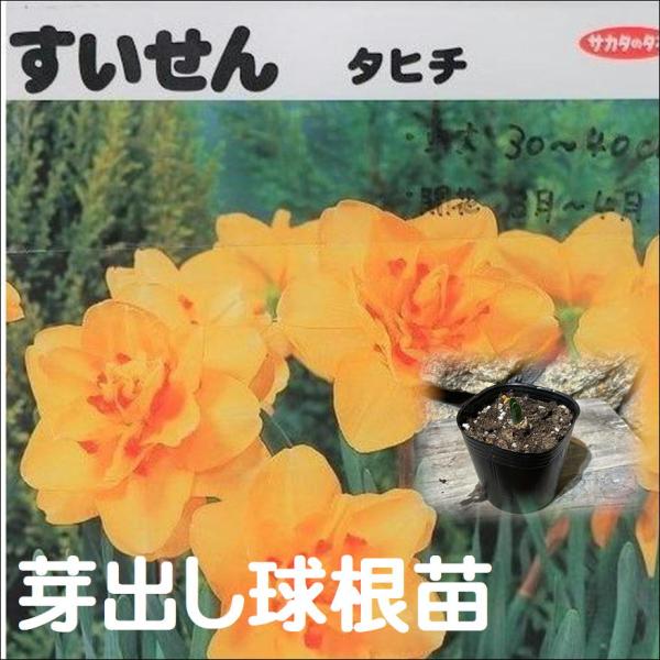 球根 芽出し苗 八重咲き水仙 タヒチ 1球植え 3号ポット苗 Medashi Narcissus1 グリーンプラザ山長 通販 Yahoo ショッピング