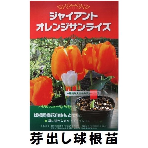 gp-yamacho_medashi-tulipa26