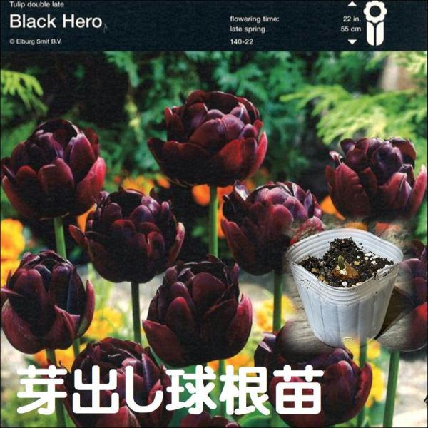 gp-yamacho_medashi-tulipa47