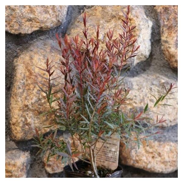 メラレウカ レッドジェム 3号ポット苗 カラーリーフ 寄せ植え 花壇メラレウカは、別名ティーツリーとも呼ばれるオーストラリア原産の低木です。「レッドジェム」は、葉色の変化が美しい品種です。春から夏にかけては、葉先が緑系またはうすい赤系の色で...