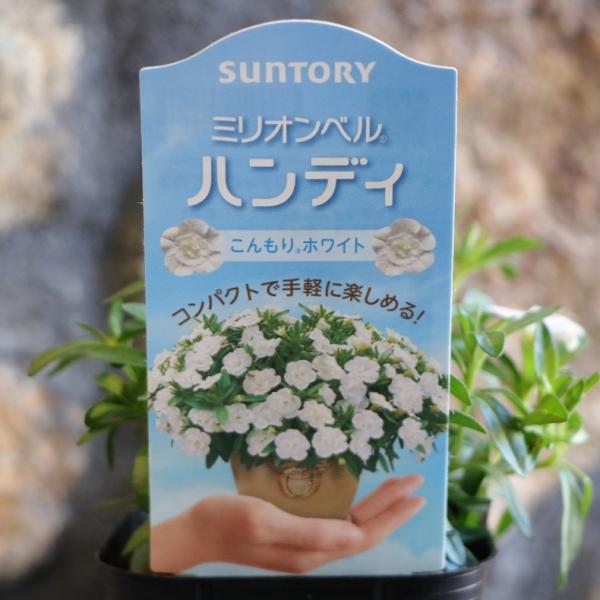 gp-yamacho_millionbell24