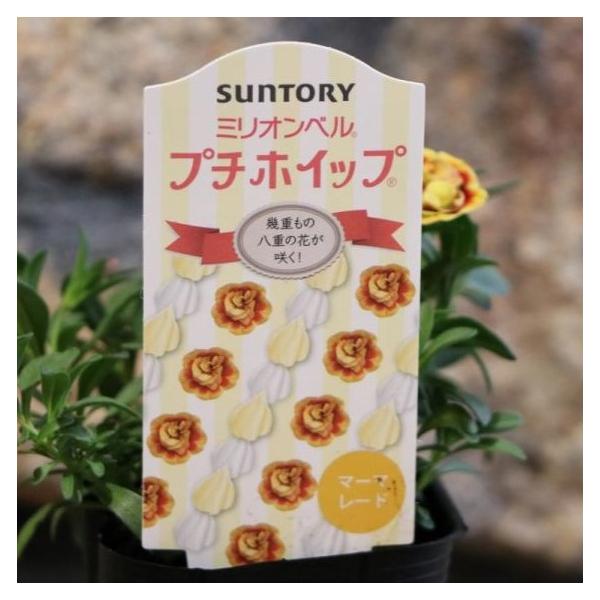 サントリー 八重咲き ミリオンベル プチホイップ マーマレード 3号