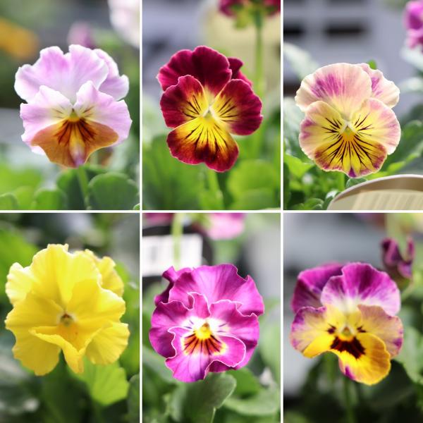 gp-yamacho_mococoviola1