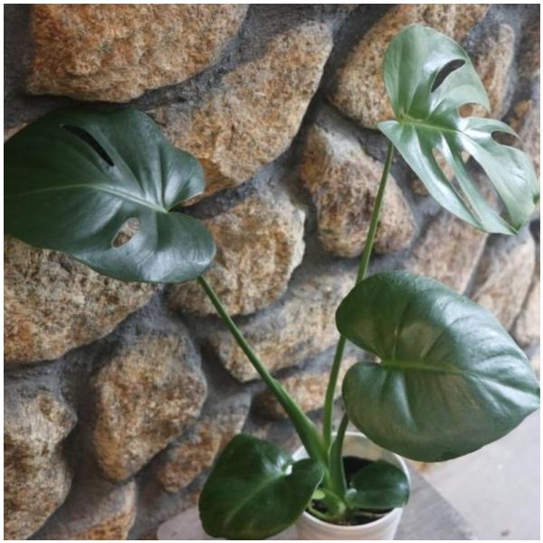 モンステラ　4種セット モンステラ 4号鉢 観葉植物 : グリーンプラザ山長ヤフーショッピング店