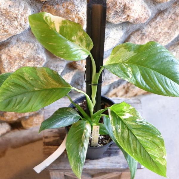 gp-yamacho_monstera5