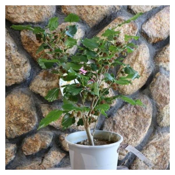 gp-yamacho_mulberry1