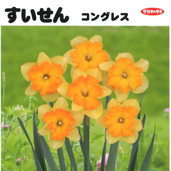 球根・バラ球】 水仙 コングレス 1球入 スイセン : グリーンプラザ山長