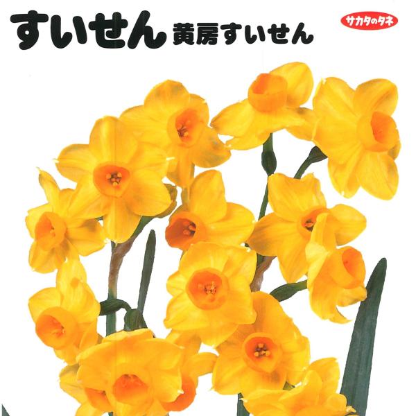 球根・バラ球】 黄房水仙 1球入 スイセン : グリーンプラザ山長ヤフー