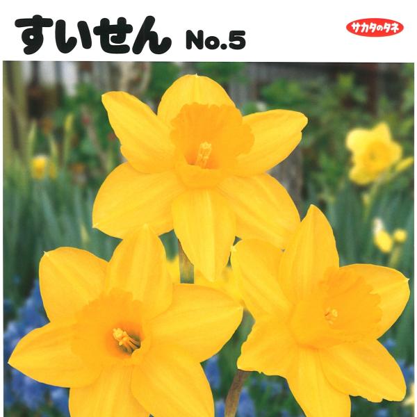 gp-yamacho_narcissus8