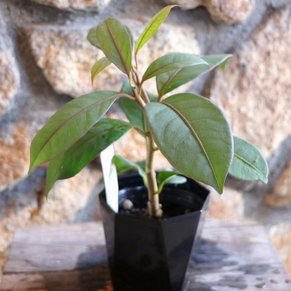 ニーアビレンス ブルーエクアドル 3〜3.5号鉢 観葉植物 鉢植え お洒落 おしゃれ 可愛い かわいい インテリア 室内 苗 初心者「ニーアビレンス ブルーエクアドル」は、エクアドル原産の赤い葉脈と落ち着いたシルバーブルーグリーンの葉色が美...