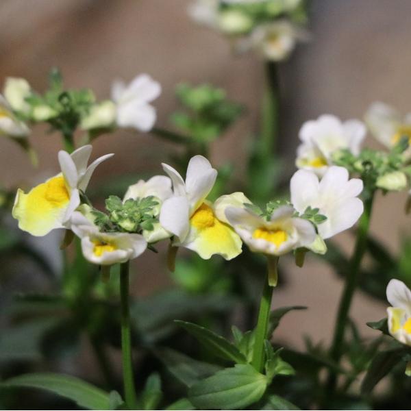 宿根ネメシア レモンスカッシュ 3.5号ポット苗 寄せ植え 花壇 鉢植え