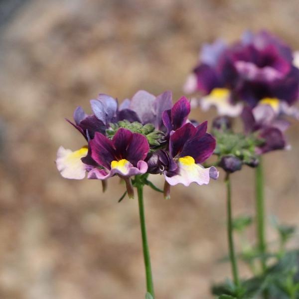 宿根ネメシア ブルーベリーパイ 3.5号ポット苗 寄せ植え 花壇 鉢植え
