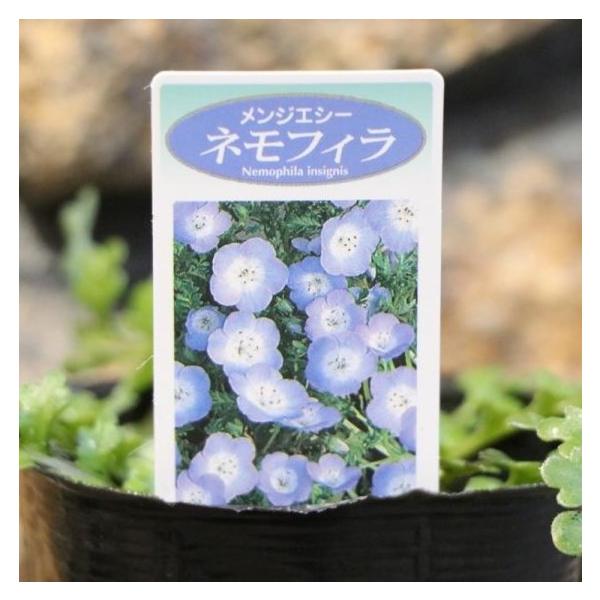 【お値引】爽やかなネモフィラの寄せ植え 園芸のプロおすすめ」「かわいい＆センスがいい」ネモフィラの寄せ植え