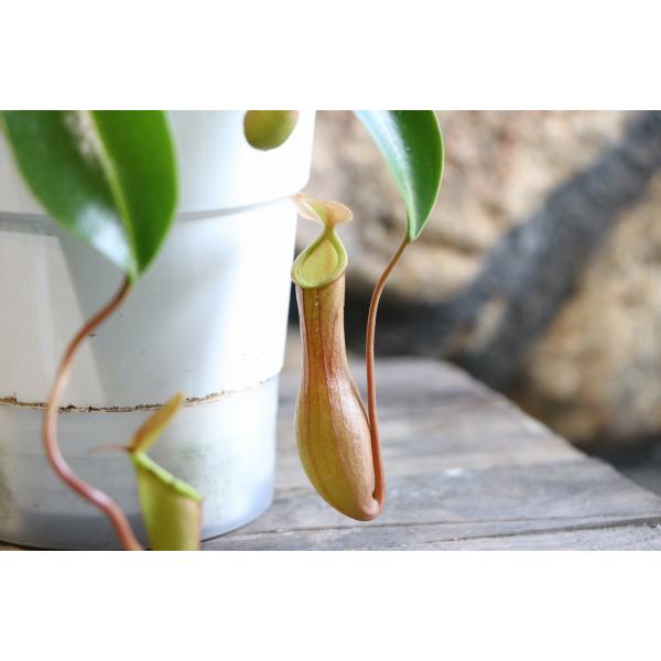 食虫植物 ウツボカズラ ネペンテス アラタ 4号吊り鉢 観葉植物 