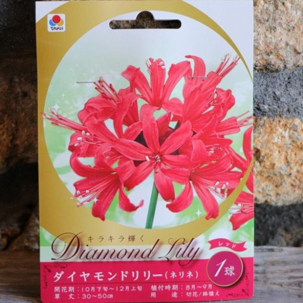 ネリネ ダイヤモンドリリー 球根 100球 苗 球根】 ダイヤモンドリリー レッド 1球入 ネリネ サルニエンシス 球根
