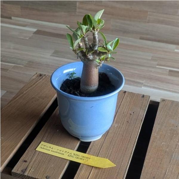 【契約農家直送商品】 塊根植物 アデニウム ソコトラナム キングクラウン 'KING CROWN' 3〜3.5号鉢 多肉植物 コーデックス 砂漠のバラ インテリア 花 苗 希少アデニウムは、主に砂漠などの乾燥地帯に分布している植物で、「砂漠...