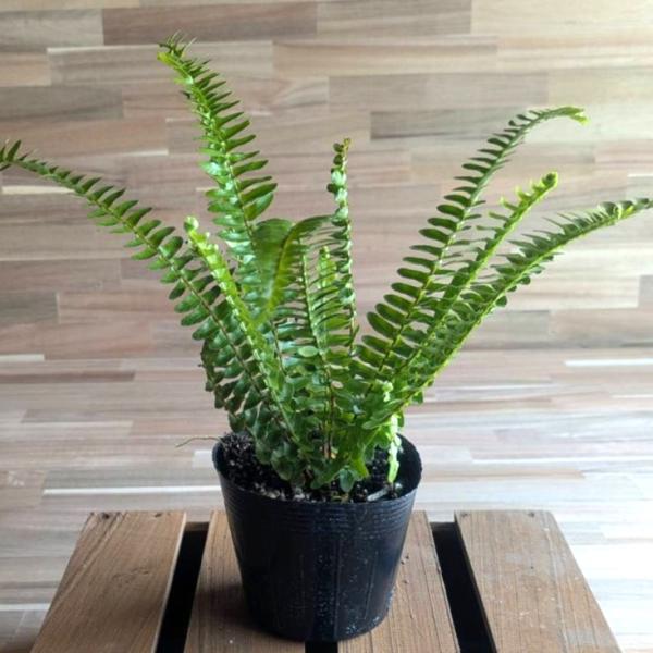 タマシダ　3苗 gp-yamacho_nouka1set3