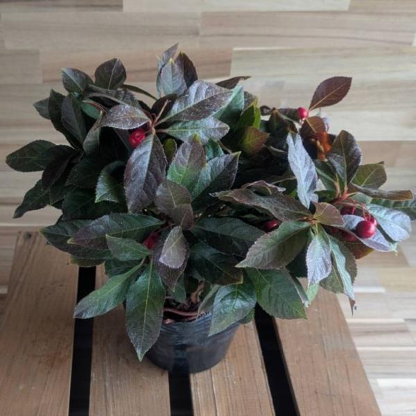 【契約農家直送商品】 ヤブコウジ 3.5号ポット苗 1株販売 十両 寄せ植え 花壇 鉢植え お洒落 おしゃれ 可愛い かわいい 夏の花 実 花 苗 初心者