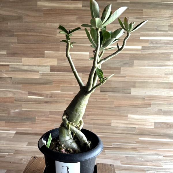 多肉植物/アデニウム・オベスム 秋の感謝祭　限定1個　実生10年生/極太/タコ足 アデニウムオベスム タコ足化計画｜🍀GreenSnap（グリーンスナップ）