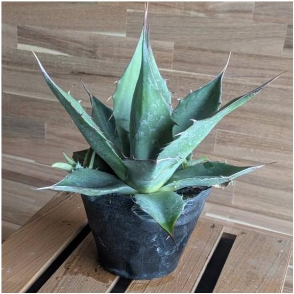 契約農家直送商品】 アガベ パラサナ 4号ポット苗 多肉植物 鉢植え 地