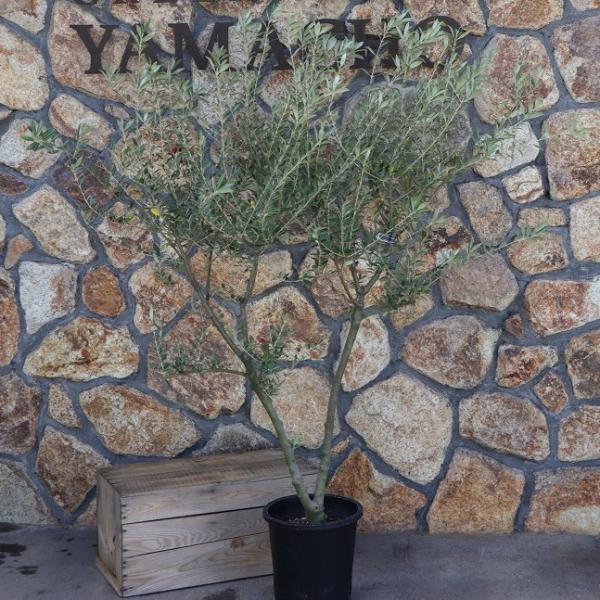 gp-yamacho_olive11