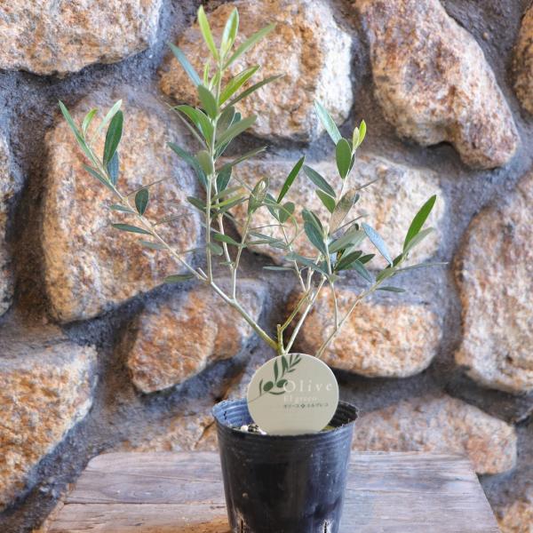 オリーブ エルグレコ 3〜3.5号ポット苗 寄せ植え 鉢植え 花壇 地植え お洒落 おしゃれ 可愛い かわいい 常緑樹 観葉植物 果樹 実 花 苗 初心者 カラーリーフ人気のオリーブです。葉の表裏で異なるグリーンのコントラストが美しく、萌芽...