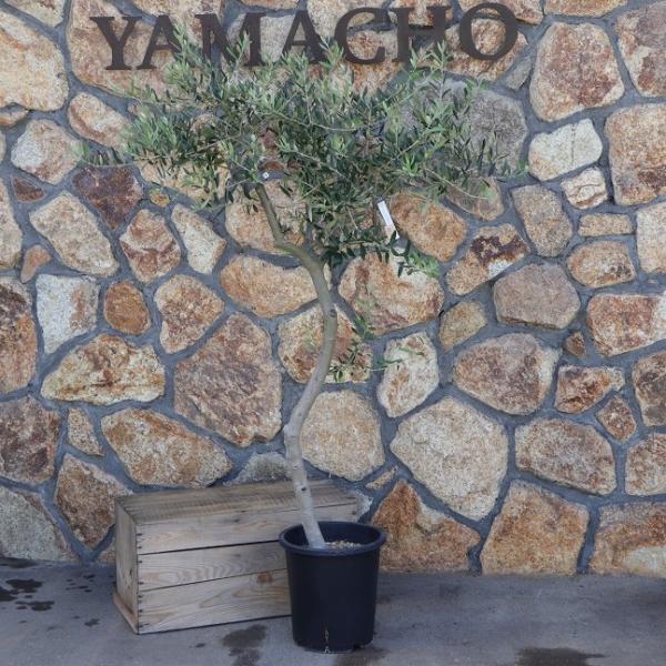 gp-yamacho_olive9