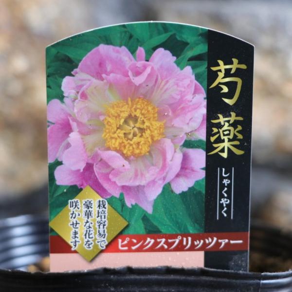 プレミアムシャクヤク ピンクスプリッツァー 4号ポット苗 芍薬