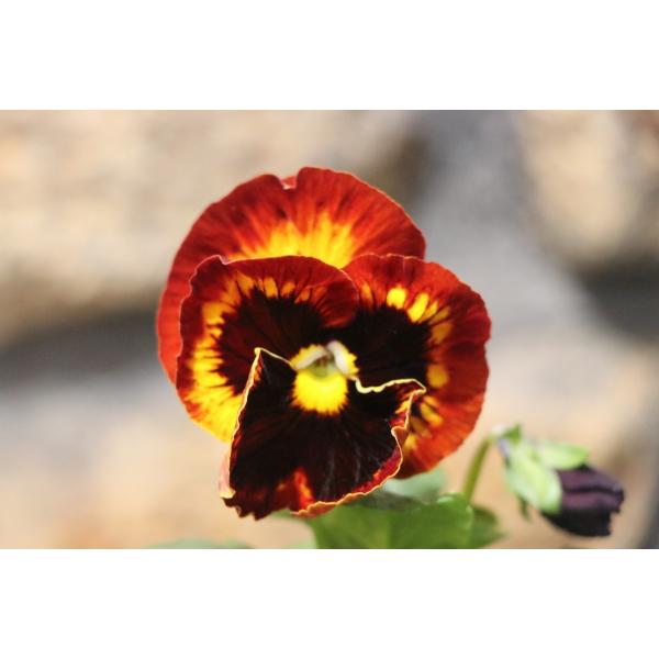 gp-yamacho_pansy21