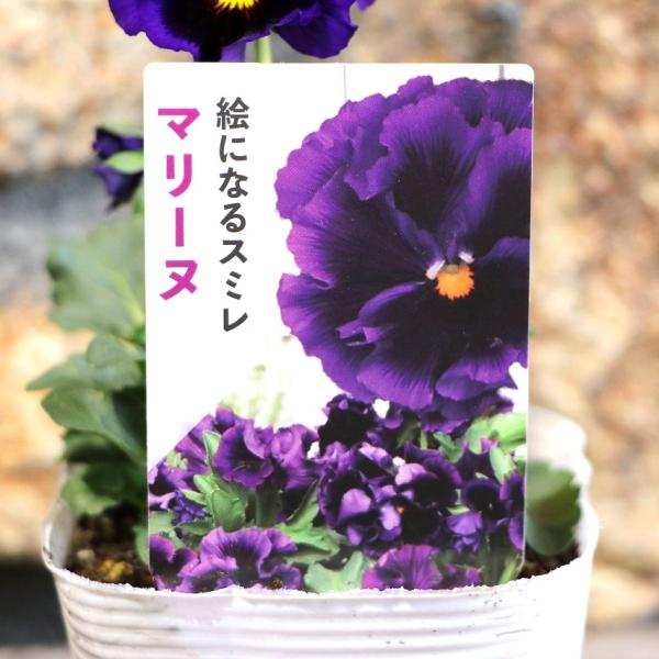 gp-yamacho_pansy46