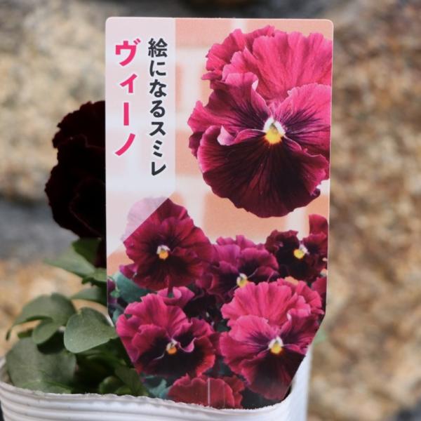 シェリー　ローズパンジーファゲットミーノット　バラパンジースミレ　サラダボウル gp-yamacho_pansy47