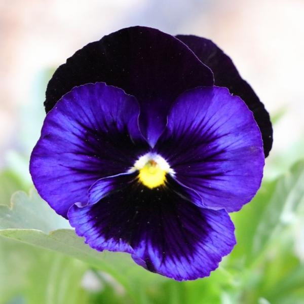 パンジー デニム 3.5号ポット苗 大株 寄せ植え 鉢植え 花壇 お洒落 おしゃれ 可愛い かわいい 可憐 春の花 冬の花 花 苗 初心者定番人気のかわいいパンジーです。ビオラよりお花が大きく豪華です。ビオラと並んで冬〜春の花壇や寄せ植えを...