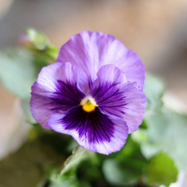 パンジー ラベンダーブルーシェード 3.5号ポット苗 大株 寄せ植え 鉢植え 花壇 お洒落 おしゃれ 可愛い かわいい 可憐 春の花 冬の花 花 苗 初心者定番人気のかわいいパンジーです。ビオラよりお花が大きく豪華です。ビオラと並んで冬〜春...