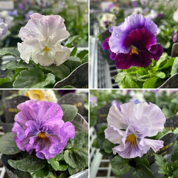 gp-yamacho_pansy92