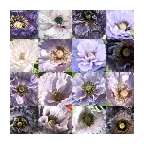 ポピー アメージンググレイ 3号ポット苗 シャーレーポピー アメージンググレー 寄せ植え 花壇 鉢植え お洒落 可愛い アンティークカラー シック 春の花 花 苗 初心者 希少「アメージンググレイ」は、風に揺らめくメタリックなシルバーグレー...