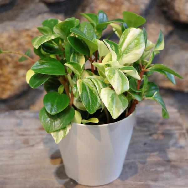 gp-yamacho_peperomia15